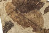 Fossil Leaf (Fagus, Fagopsis) Plate - McAbee Fossil Beds, BC #224917-1